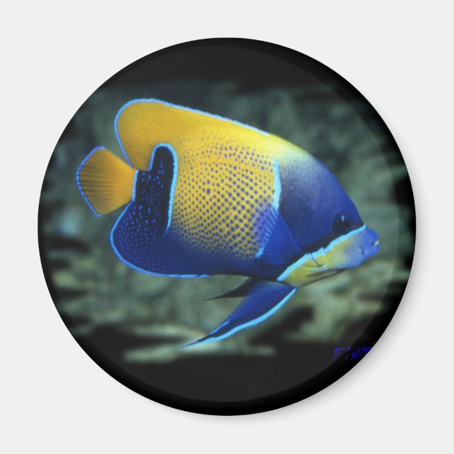 Majestic Angel Fish Magnet (Framsidan)