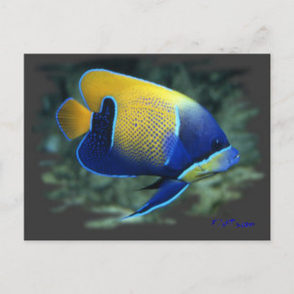 Majestic Angel Fish Vykort