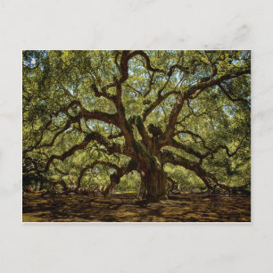 Majestic Angel Oak Vykort
