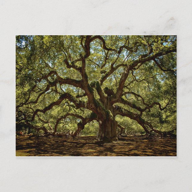 Majestic Angel Oak Vykort (Framsida)
