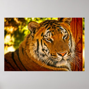 Majestic Ansikte Poster