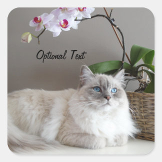 Majestic Balinese Cat Fyrkantigt Klistermärke