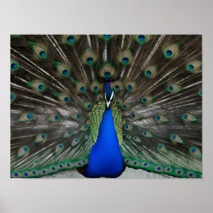 Majestic Bevackra Peacock Foton Poster