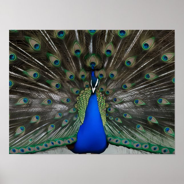 Majestic Bevackra Peacock Foton Poster (Framsidan)