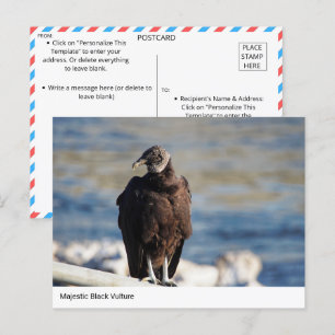 Majestic Black Vculture vycard Vykort