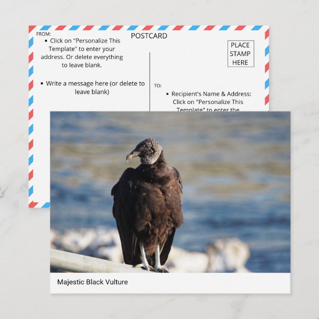 Majestic Black Vculture vycard Vykort (Fram/baksida)
