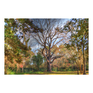 Majestic Black Walnut Träd Fototryck