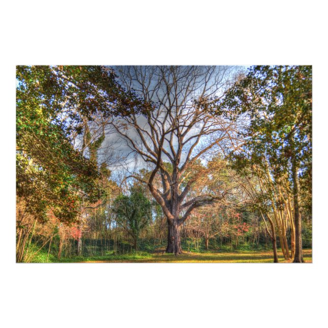 Majestic Black Walnut Träd Fototryck (Framsidan)