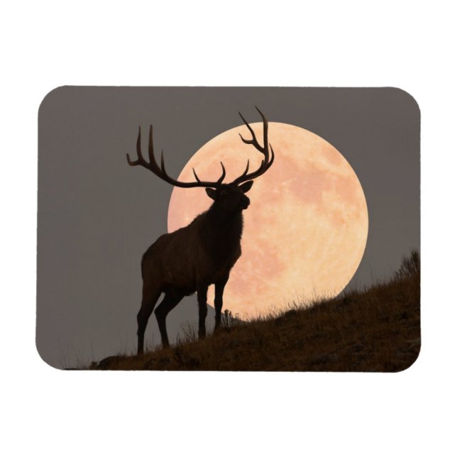 Majestic Bull Elk och Full Moon Stiga upp Magnet (Horisontell)