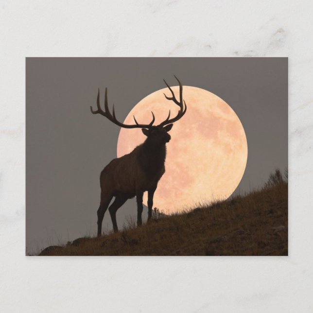 Majestic Bull Elk och Full Moon Stiga upp Vykort (Framsida)