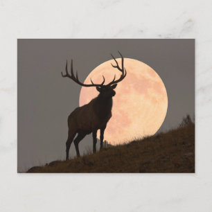 Majestic Bull Elk och Full Moon Stiga upp Vykort