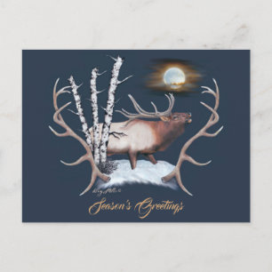 Majestic Bull Elk Vykort