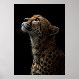Majestic Cheetah Portrait on Black Background Poster