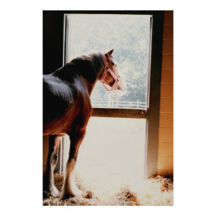 Majestic Clydesdale Fototryck