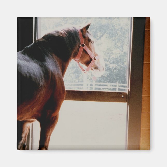 Majestic Clydesdale Magnet (Framsidan)
