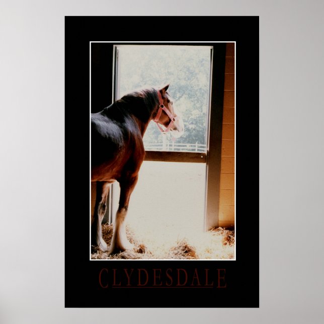 Majestic Clydesdale Poster (Framsidan)