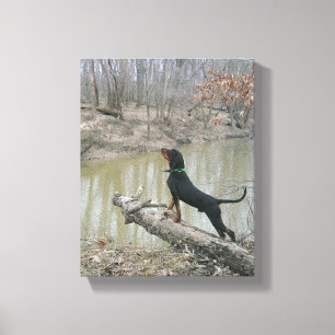 Majestic Coon Hound vid Canvas
