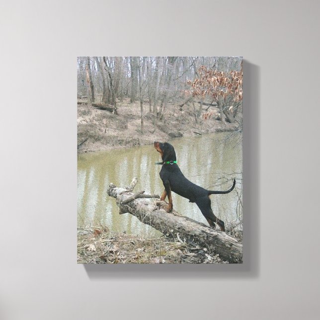 Majestic Coon Hound vid Canvas (Framsida)