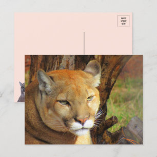 Majestic Cougar Postcard Vykort