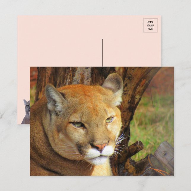 Majestic Cougar Postcard Vykort (Fram/baksida)