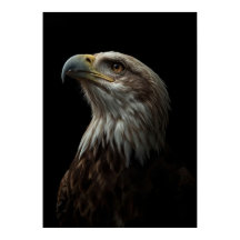 Majestic Eagle Portrait on Black