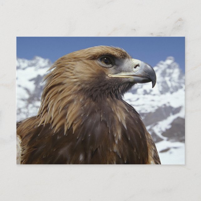 Majestic Eagle-vykort Vykort (Framsida)