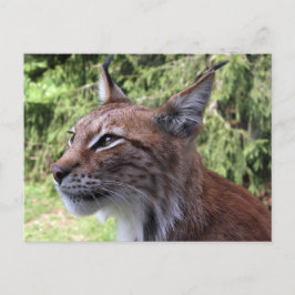 Majestic Eurasian Lynx på Skåne Zoo Postcard Vykort