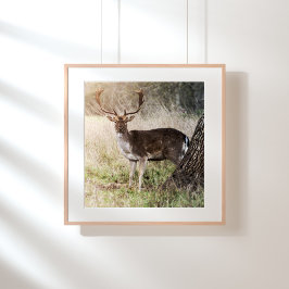 Majestic Fallow Buck Fototryck