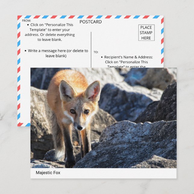 Majestic Fox Vykort (Fram/baksida)