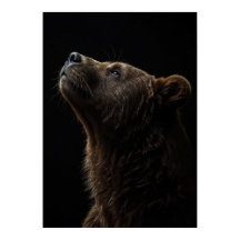 Majestic Gaze Dark Bear Portrait