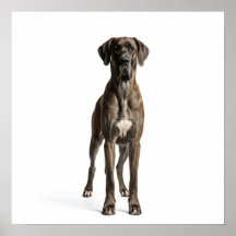 Majestic Great dane