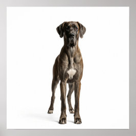 Majestic Great dane Poster