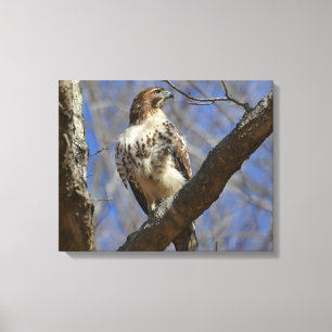 Majestic Hawk Canvastryck