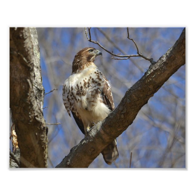 Majestic Hawk Fototryck (Framsidan)
