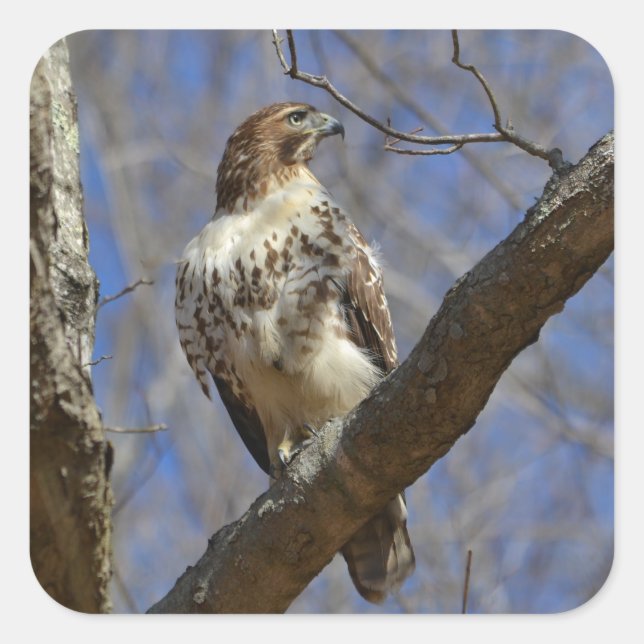 Majestic Hawk Fyrkantigt Klistermärke (Framsida)