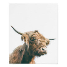 Majestic Highland kon porträtt