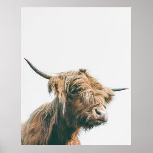 Majestic Highland kon porträtt Poster