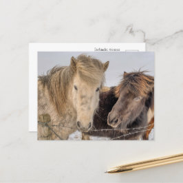 Majestic Islands Horses in Winter Vykort