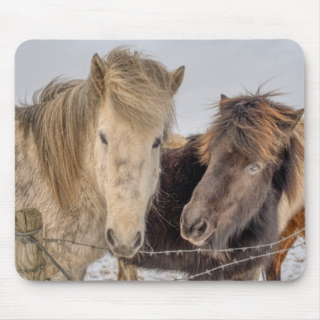 Majestic Islands Horses Musmatta (Framsidan)
