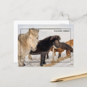 Majestic Islands Horses Vykort