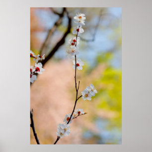Majestic Japansk Apricot Flowers Poster