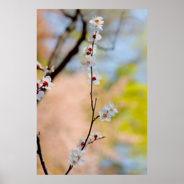 Majestic Japansk Apricot Flowers Poster (Framsidan)