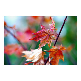 Majestic Japanska aple löv Fototryck