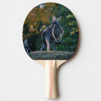 Majestic Kangaroo Pingisracket