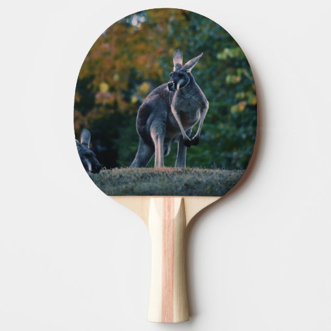 Majestic Kangaroo Pingisracket (Framsidan)