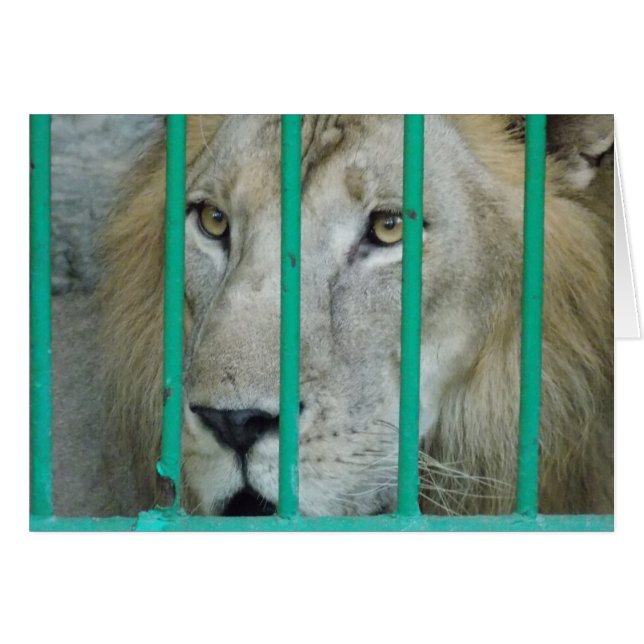 Majestic Lejon OBS Kort (Framsidan Horizontal)