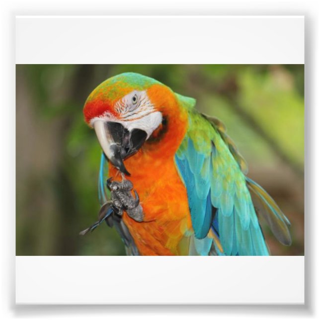 Majestic Macaw Fototryck (Framsidan)