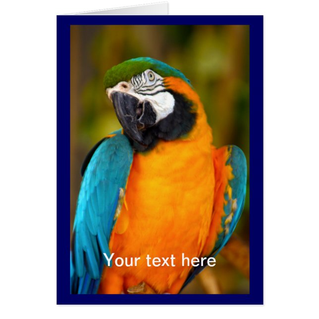 Majestic Macaw Hälsningskort (Framsidan)