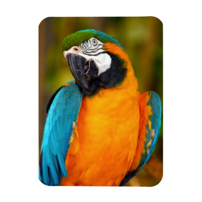 Majestic Macaw Magnet (Vertikal)