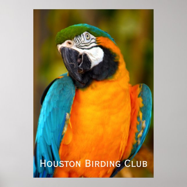 Majestic Macaw Poster (Framsidan)